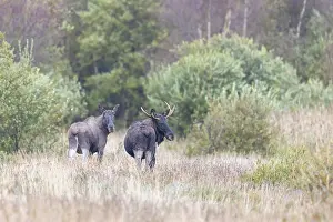 Bulls: Moose bulls autumn