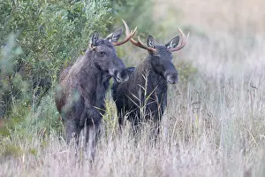 Bulls: Moose bulls autumn