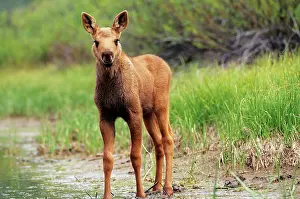 Startled: MOOSE - calf