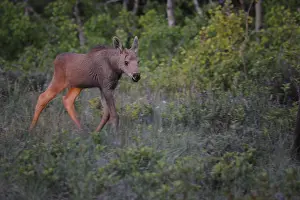 B Moose Peterson: Moose calf - Moose walking through green grass -