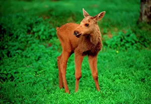 300517: Moose calf standing, Alces alces, juvenil Sweden