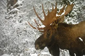 190919: Moose close up in winter - Close up of bull Moose