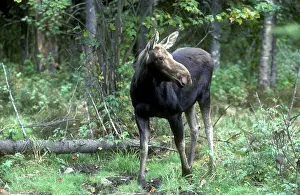 Lisa Svedberg: Moose cow
