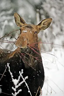 Browsing: Moose Cow browsing on willow branches in deep snow