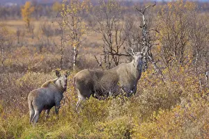 Alces: Moose cow calf