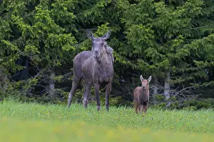 Moose: Moose cow with calf