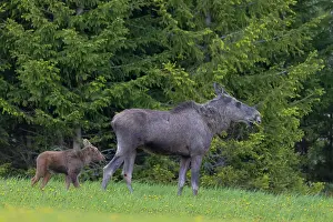 Moose: Moose cow with calf