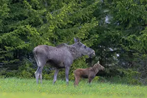 Moose: Moose cow with calf