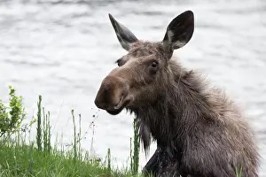 Leaving: Moose - cow climbing out of river Yellowstone National