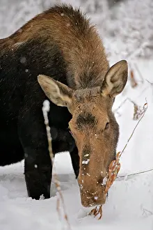 Mooses: Moose Cow feeding on plant in deep snow
