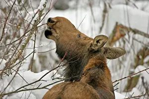 Mooses: Moose Cow feeding on willow branches in winter