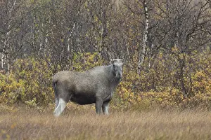 Alces: Moose - cow in moorland - Jaemtland, Sweden