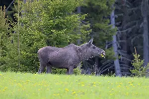 Vaermland: Moose cow spring