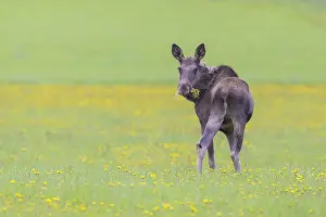 Vaermland: Moose cow spring