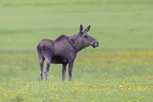 Vaermland: Moose cow spring