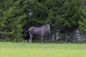 Vaermland: Moose cow spring
