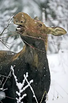 Mooses: Moose Cow standing in deep snow, feeding on willow branches