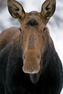 Mooses: Moose Cow standing in deep snow, portrait closeup