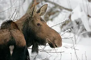 Mooses: Moose Cow standing willows in deep snow, portrait closeu