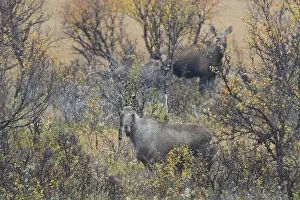 Mooses: Moose - two cows in moorland in autumn - Jaemtland, Sweden