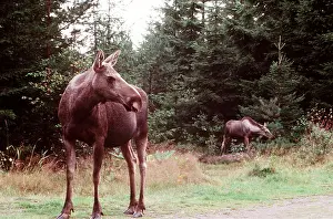 Ake Lindau: MOOSE / Elk