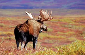 Capreolinae: Moose or Elk (Alces alces) in Denali National Park