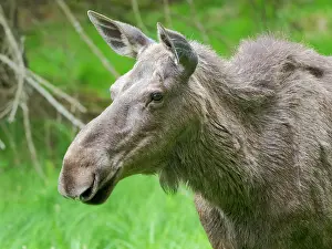 Free: Moose or Elk (Alces alces). Enclosure in the Nat