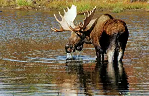 Capreolinae: Moose or Elk (Alces alces) standing in water, Denali