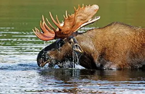 Capreolinae: Moose or Elk (Alces alces) standing in water, Denali