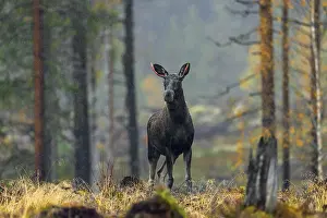 Swedish: Moose, elk (Alces alces) young bull