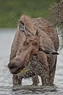 Peter Mather: Moose / Elk cow feeding in lake Boreal Forest, Yukon