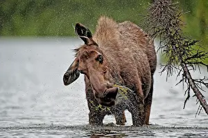 Peter Mather: Moose / Elk cow feeding in lake Boreal Forest, Yukon