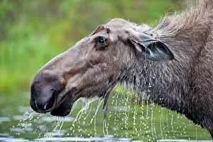 Peter Mather: Moose / Elk cow feeding in lake Boreal Forest, Yukon