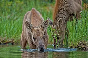 Peter Mather: Moose / Elk cow & newborn calf feeding in lake