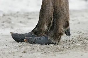 Hooves: Moose - female
