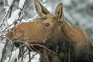 Mooses: Moose - female / Cow feeding on branches portrait closeu