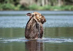 Noses: MOOSE - female (Cow) in water