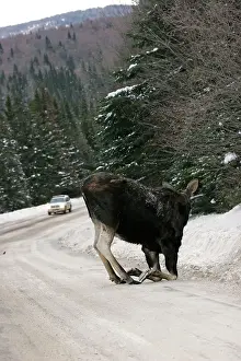 Zoopharmacognosy: Moose - female kneeling, licking salt / mineral