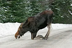 Zoopharmacognosy: Moose - female kneeling, licking salt / mineral
