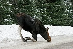 Zoopharmacognosy: Moose - female licking salt / mineral deposits from road