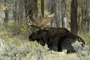 Moose - Large bull lying down