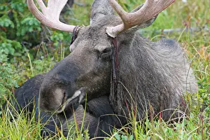 Losing: Moose - male about 3 years - losing his velvet