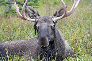 Losing: Moose - male about 3 years - losing his velvet