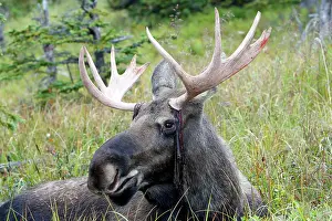 Losing: Moose - male about 3 years - losing his velvet