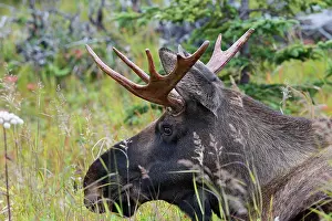 Losing: Moose - male about 3 years old - losing his velvet