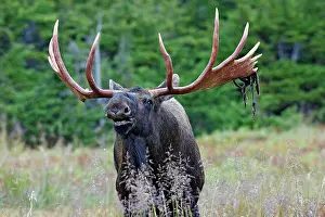 Roar: Moose - male 5 to 7 years seeking female