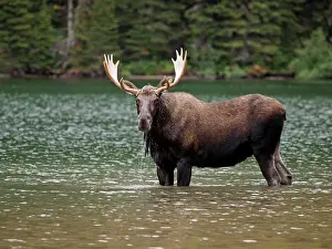 Wade: Moose - male in water
