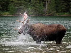 Wade: Moose - male in water