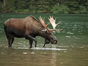 Wade: Moose - male in water