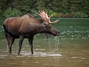 Wade: Moose - male in water